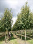 standard Trees