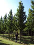 standard Trees