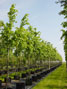 Tilia europaea Pallida 14-16cm girth