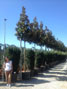 Fraxinus excelsior Westhof's Glorie 20-25cm girth