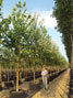 Prunus maackii Amber Beauty 20-25cm girth
