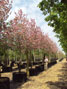Malus Rudolph 20-25cm girth