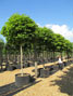 Acer platanoides Globosum 16-18cm girth