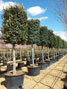 Quercus ilex 45-50cm girth