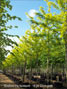 Gleditsia triacanthos Sunburst