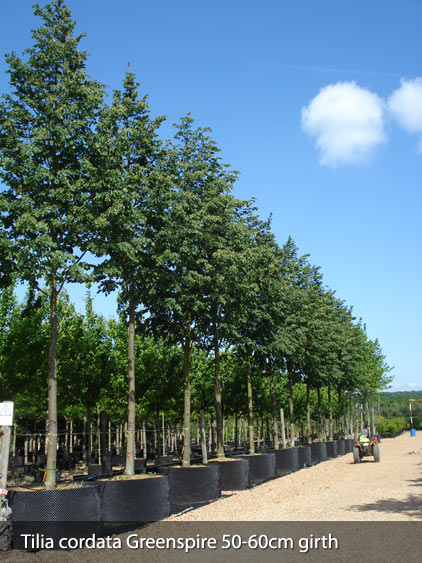 Standard Trees: Airpot container grown semi mature Pinus nigra Austriaca 