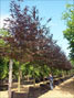 Fagus sylvatica Atropurpurea 40-50cm girth - mature