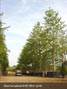 Quercus palustris 80-90cm girth, semi-mature tree