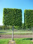 Tilia Pallida pleached