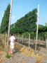 Acer campestre pleached