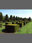 Taxus topiary