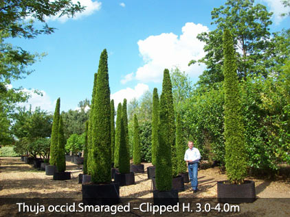 Airpot gown Pinus nigra Austriaca 