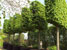 Container grown Magnolia stellata 