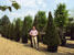 carpinus betulus fastigiata