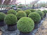 topiary globes