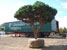 impressive container grown topiary tree