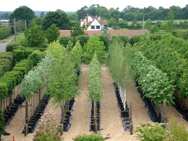 Deepdale Tree Nursery