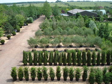 Deepdale Trees