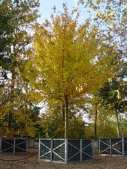 Field Maple