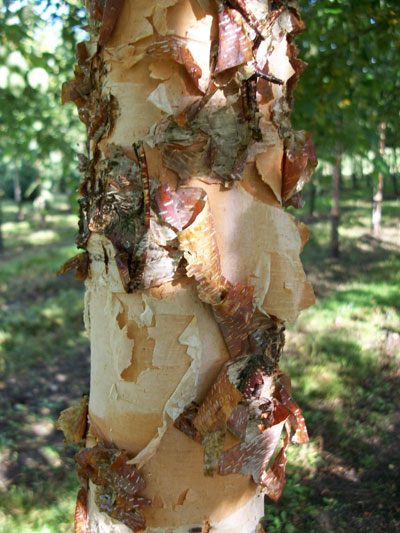 Betula nigra 