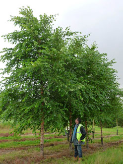 Betula nigra - standard tree