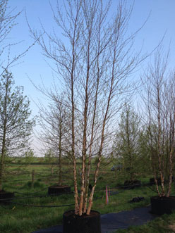Betula nigra  mmulitstem
