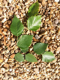 Betula nigra  standard tree
