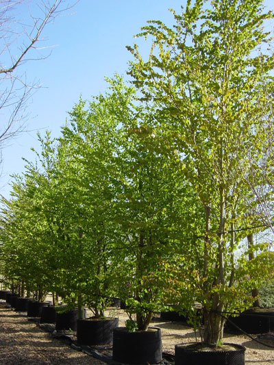 Cercidiphyllum japonicum Autumn colour