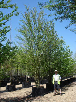 Cercidiphyllum japonicum Katsura