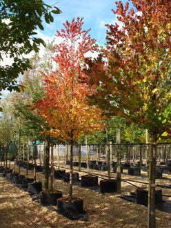 Katsura autumn colour