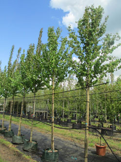Cercidiphyllum japonicum