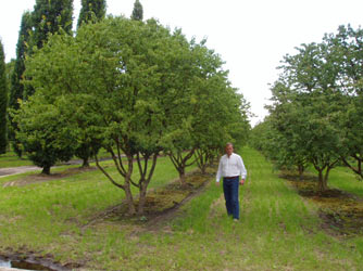 Cornus mas 