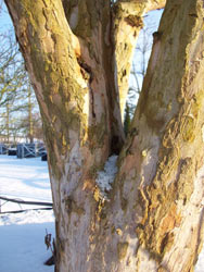 Cornus mas bark