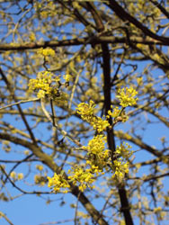 Cornus mas 