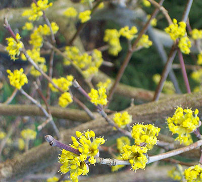 Curnus Mas flower