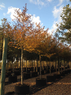 Crataegus prunifolia

 Autumn colour