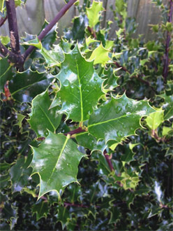 Ilex aquifolium 