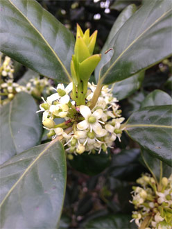 Ilex aquifolium 