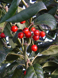 Ilex aquifolium 