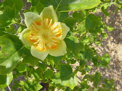 Tulip Tree