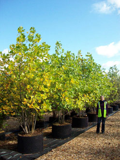 Liriodendron tulipifera