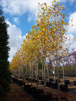 Liriodendron tulipifera in autumn