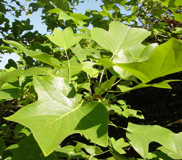 tulip tree - distinctive leaves