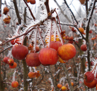 Malus Evereste 2m instant hedging