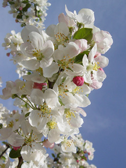 Malus Evereste containder Grown standard trees