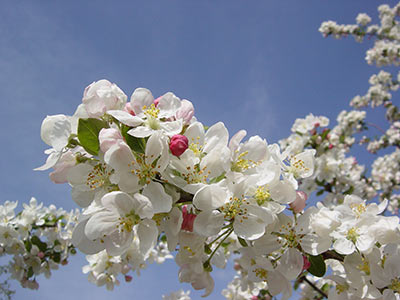 Malus Evereste flower