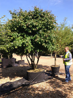 Persian Ironwood