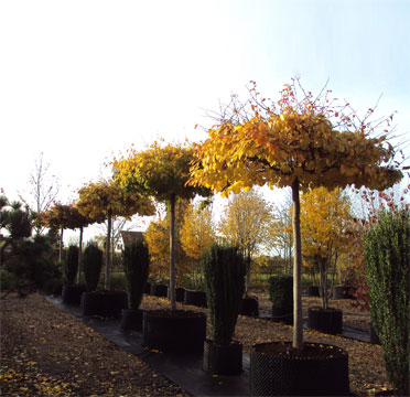 Persian Ironwood