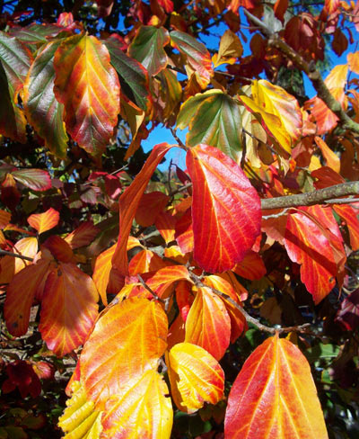 Parrotia persica - Persian Ironwood