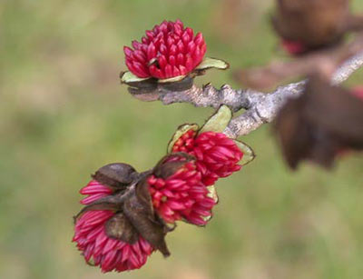 Hamamelis intermedia with winter flowers 